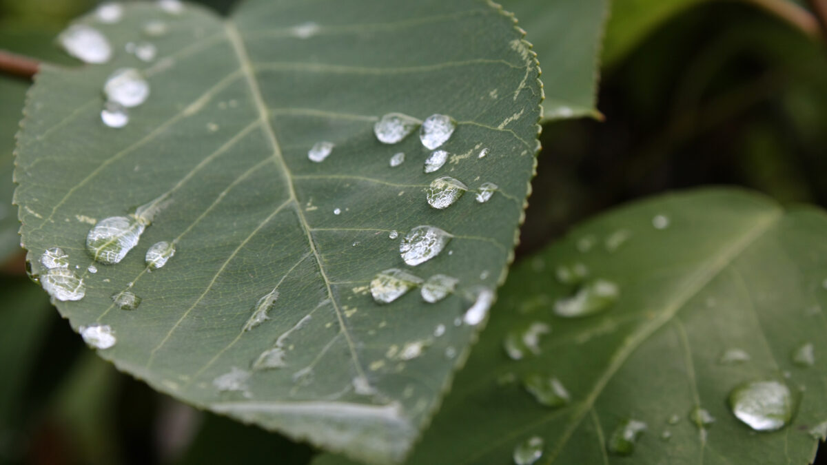 Blätter mit Wassertropfen Nahaufnahme