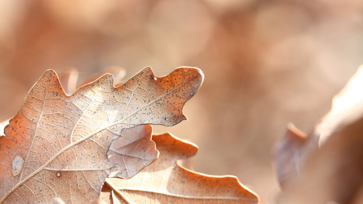 Braunes Blatt Nahaufnahme