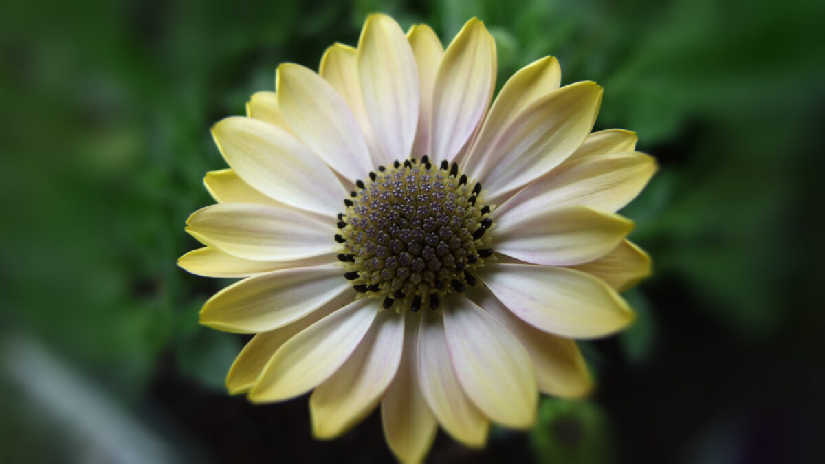 Gelb weisse Blüte Nahaufnahme