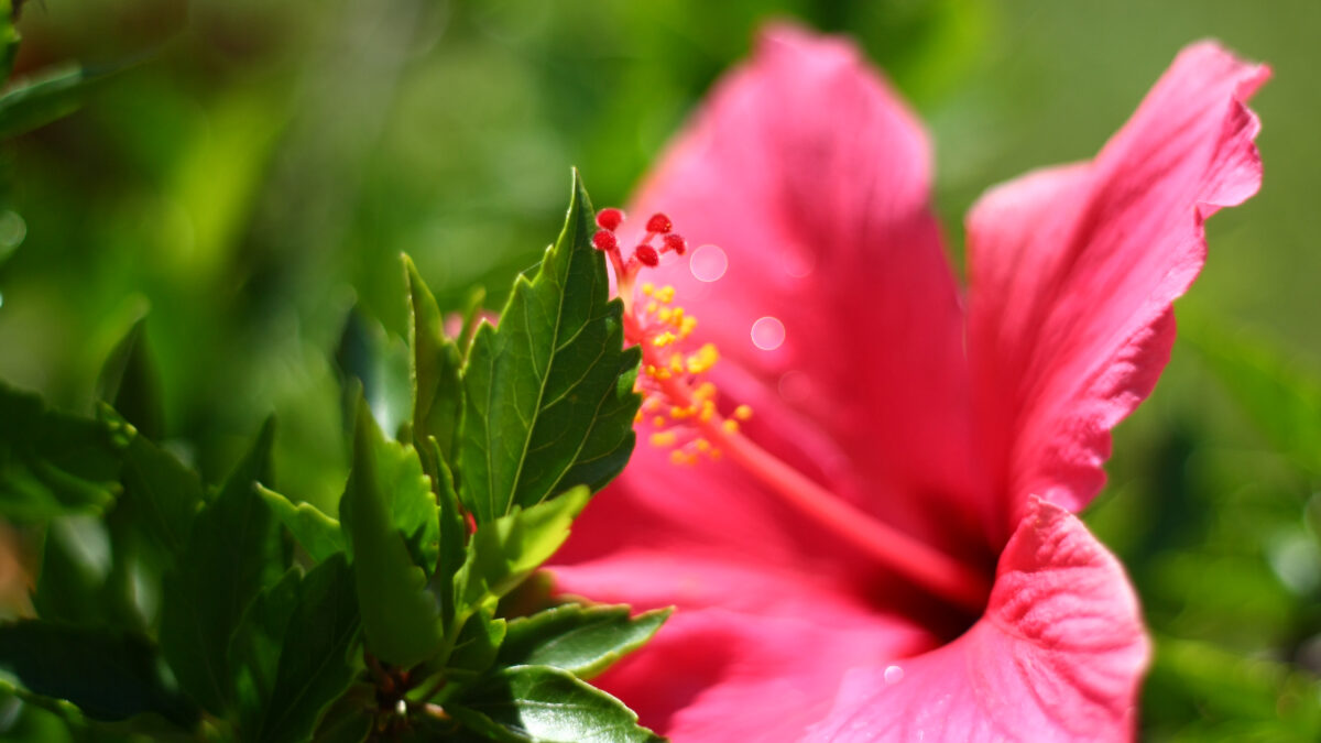 Hibiskus Blüte Nahaufnahme