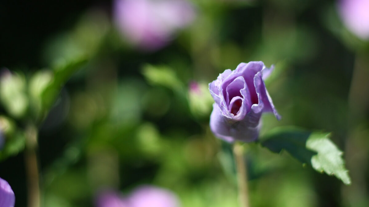 Lila Blume Blüte Nahaufnahme