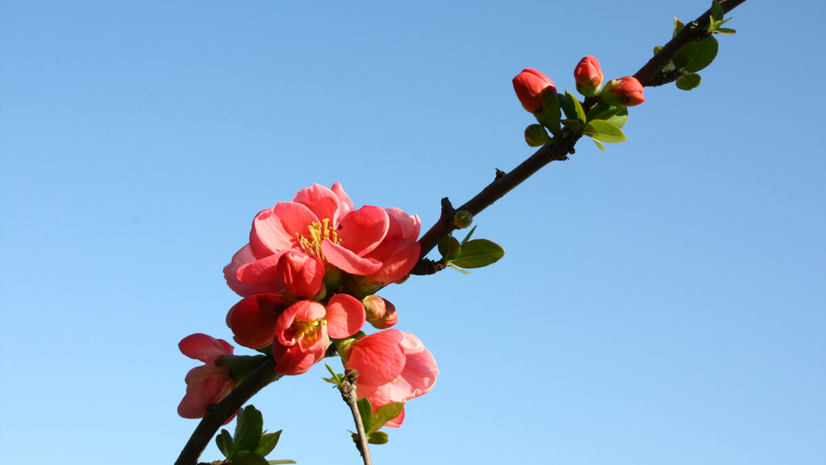 Rosa Blüte Nahaufnahme