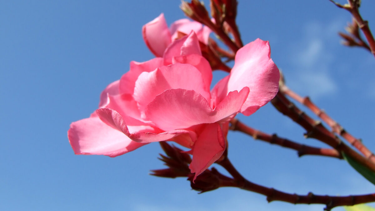 Rosa Blume vor blauem Himmel