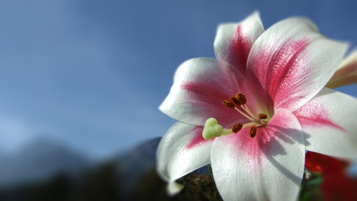 Rosa Lilie vor blauem Himmel