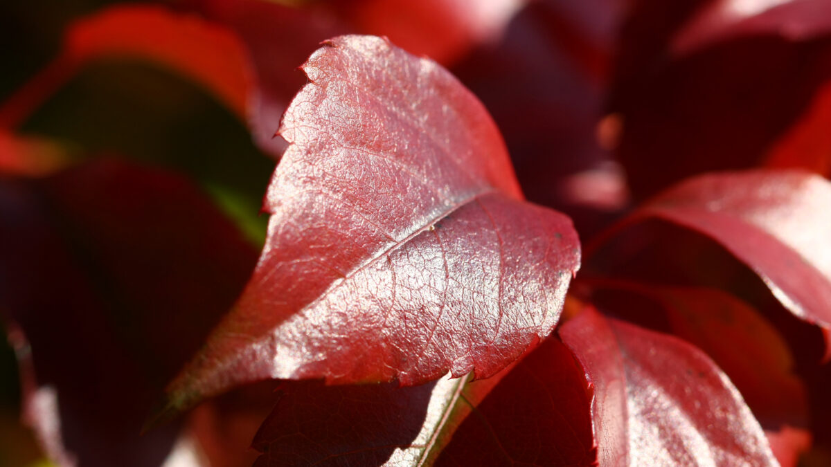 Rot braunes Blatt Nahaufnahme