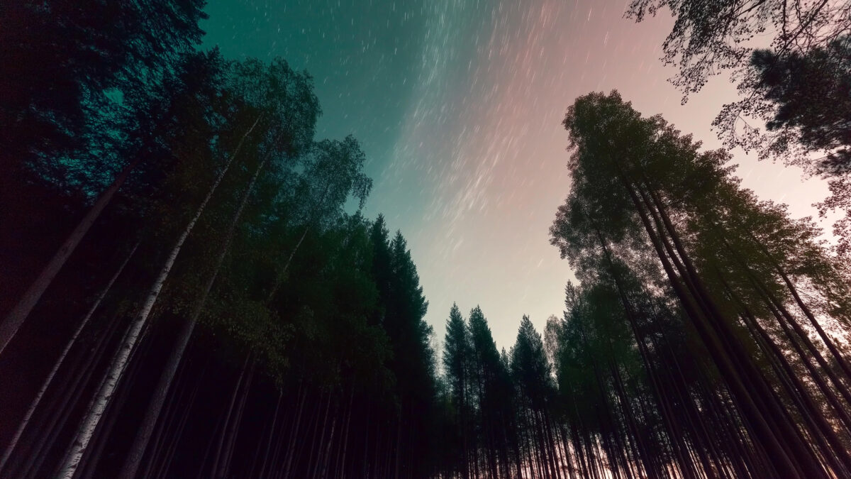 Sternenklarer Himmel auf einer Waldlichtung