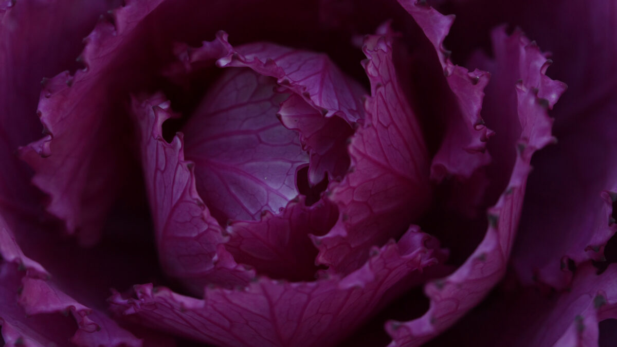 Violette Blüte Nahaufnahme