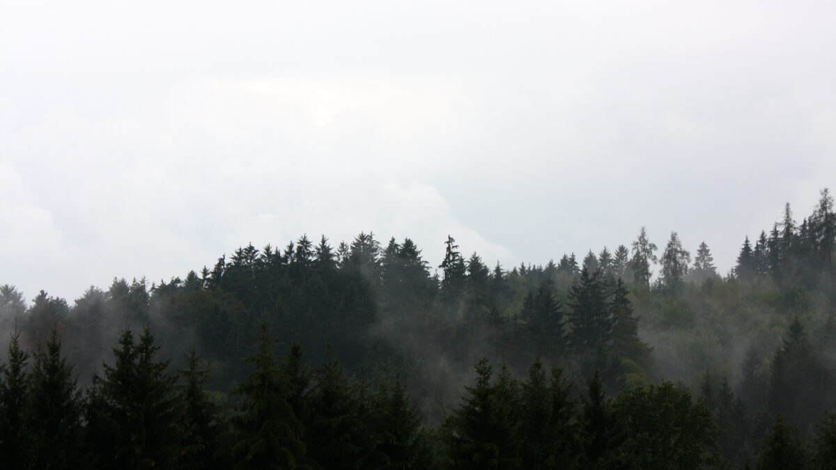 Wald Nebel Oberösterreich