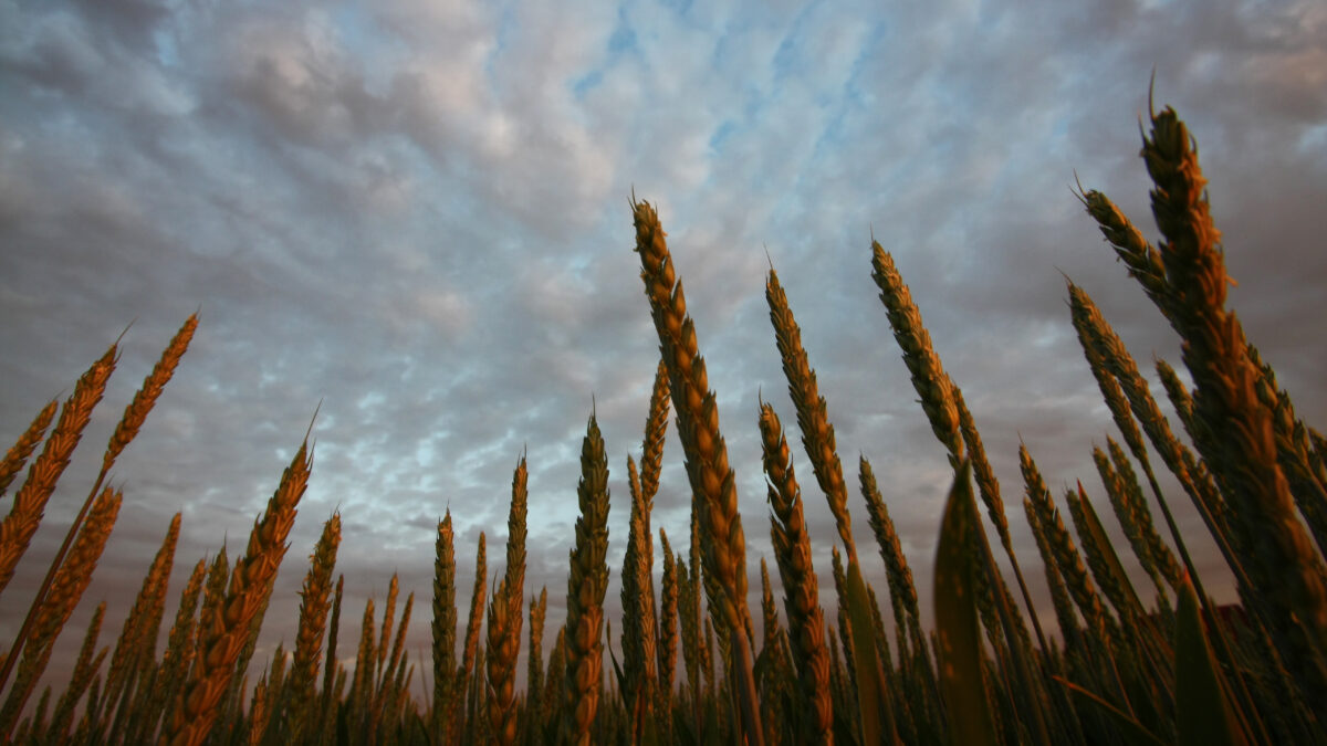 Weizen Nahaufnahme vor dunklem Himmel