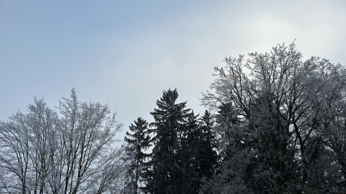 Winterlandschaft Bäume